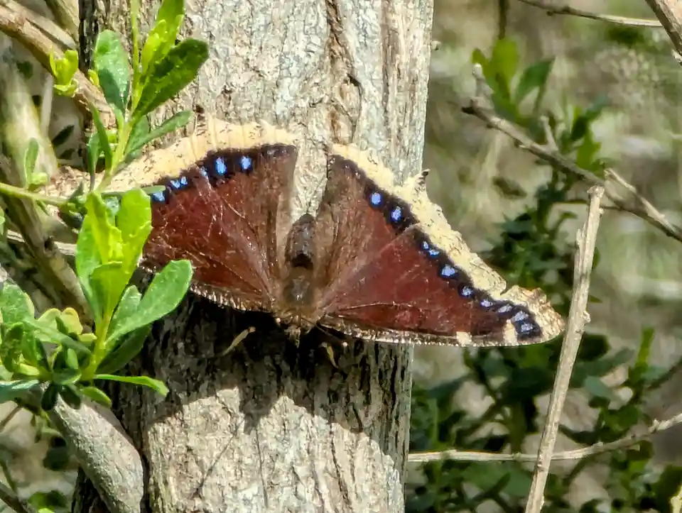 A brown butterfly with blue spots along its wing edges is perched on a tree trunk, surrounded by green foliage. The image…