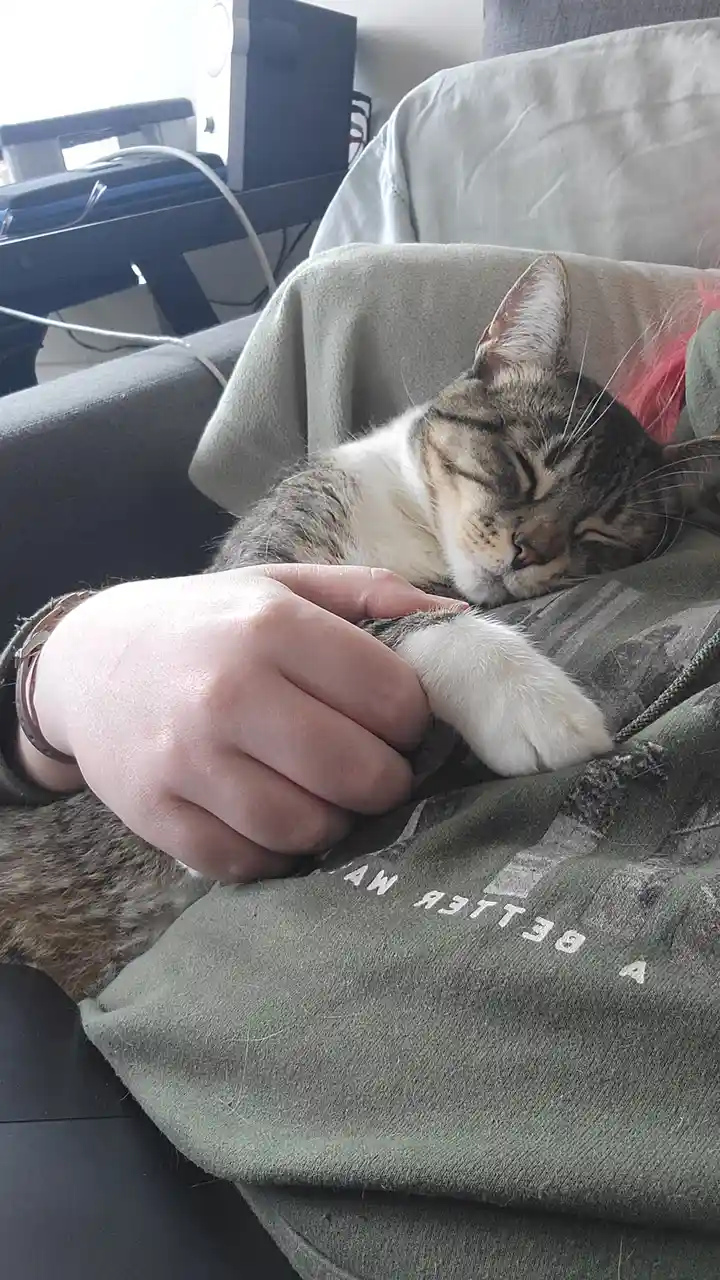 Caturday Cuteness: Spaghetti Napping Photos