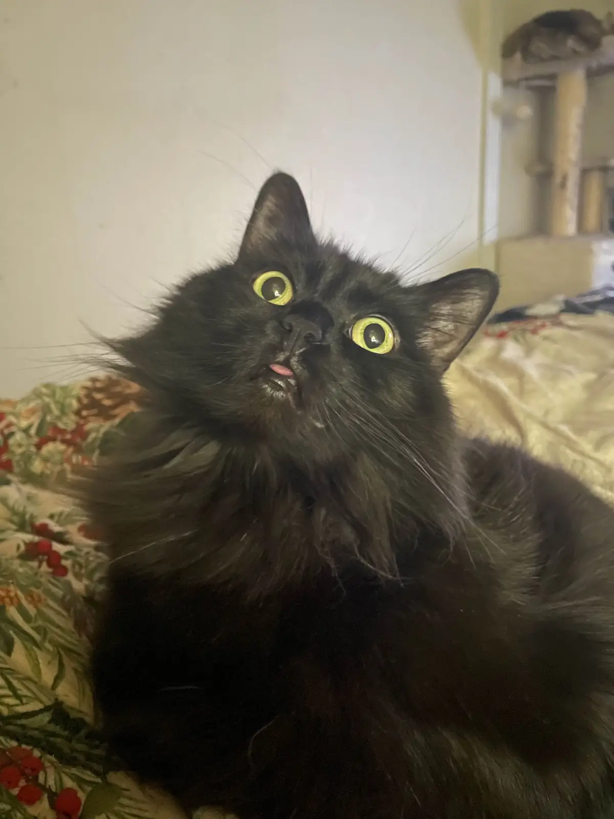 A long-haired black cat with wide, glowing yellow eyes and its tongue slightly sticking out looks upward with an expression…