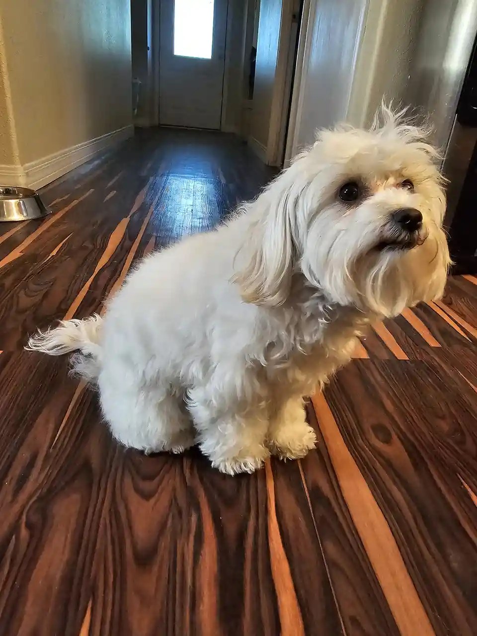 Boba's Grooming Day: The Transformation Before Her Appointment