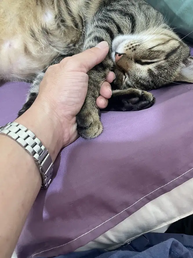 A person's hand gently holds a sleeping tabby cat's paw while the cat rests peacefully on a purple pillow. The overlaid text…