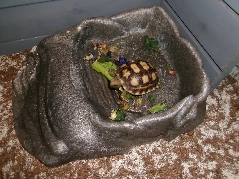 A small tortoise with a patterned shell is in a dark gray, hand-shaped ceramic dish, surrounded by scattered vegetable…