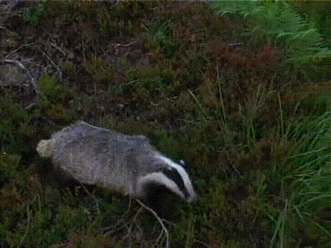 A sequence of six panels shows a badger initially foraging, then abruptly turning and running away. The text overlays read…
