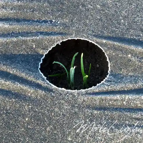 A close-up photo shows several small green sprouts pushing through a circular hole in a black, textured plastic sheet…