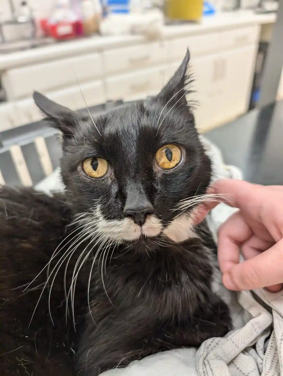 A close-up photo of a black cat with a white muzzle and chest, looking directly at the camera with wide, amber eyes while a…