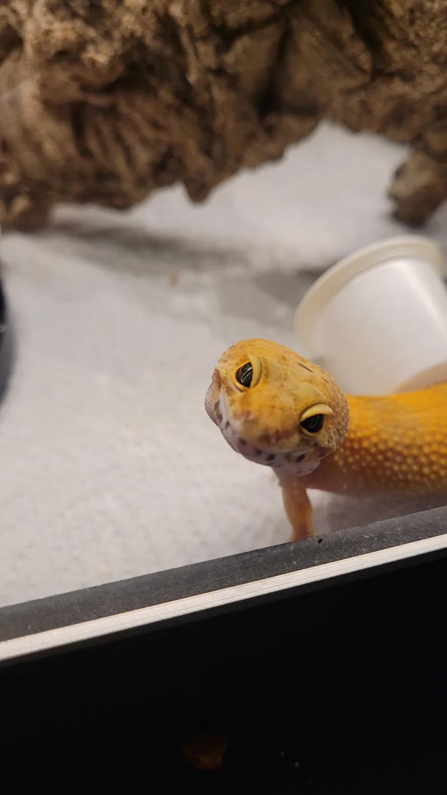 A close-up photo of a yellowish-orange leopard gecko with large, dark eyes and a slightly open mouth, looking directly at…