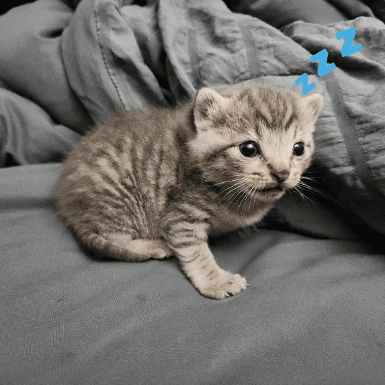 A six-panel grid shows a small tabby kitten progressively falling asleep on a rumpled gray blanket, with 'zzz' text above…