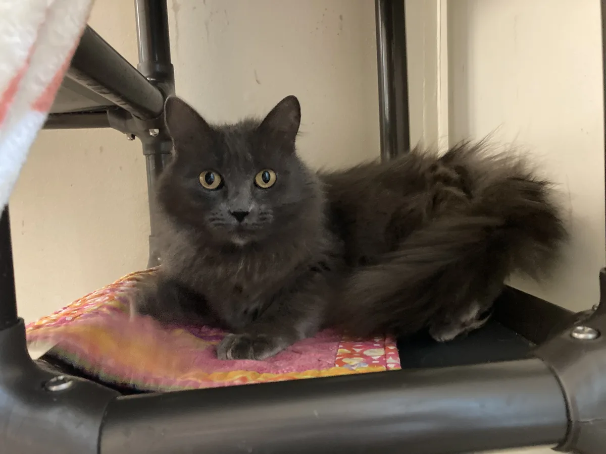 A fluffy gray cat with wide, alert yellow eyes is lying on a colorful quilt atop a black metal structure, possibly a…