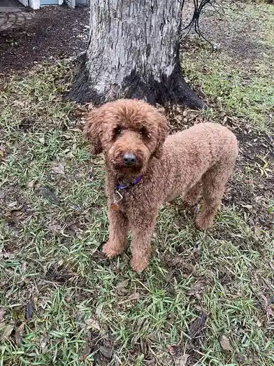 The Adorable Intermission Dog Stealing Hearts