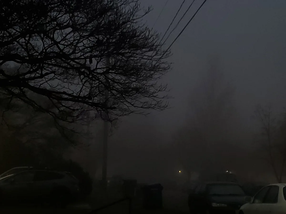 A dark, foggy outdoor scene at night with silhouetted tree branches in the foreground, parked cars barely visible through…