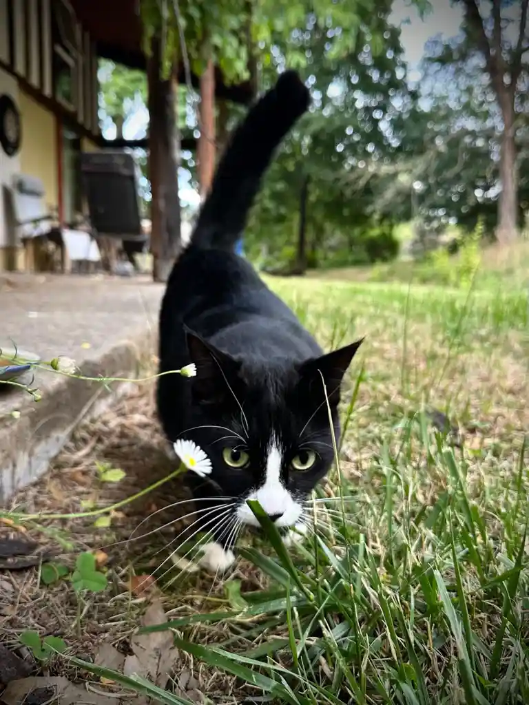A black and white cat with green eyes is crouched in grass near a daisy, looking directly at the camera with a serious…