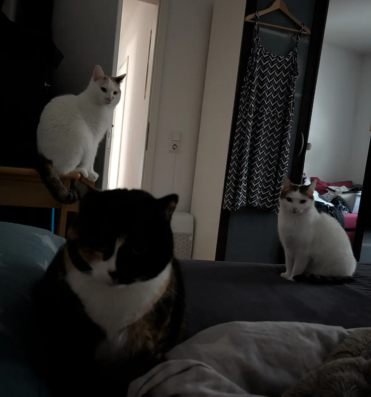 Three cats are positioned in a bedroom: one calico cat in the foreground on a bed, and two white cats with brown patches…