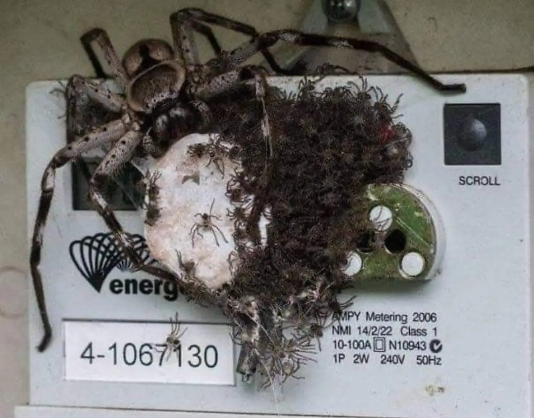 A close-up photo shows a large spider and dozens of tiny spiderlings crawling over and nestled in a white energy meter. The…