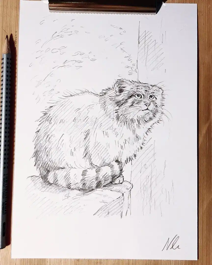 A pencil sketch of a fluffy, round-faced cat sitting on a ledge, rendered with detailed cross-hatching to show fur texture…