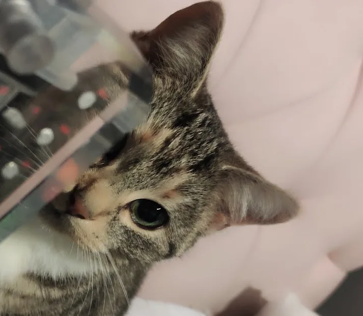 The Shrimp Saga Continues