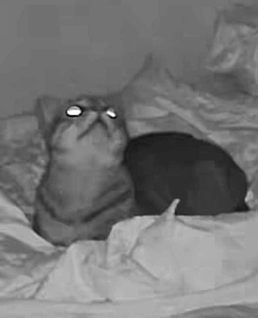 A grainy black-and-white photo, likely from a night-vision camera, shows a cat sitting upright on a bed with rumpled sheets…