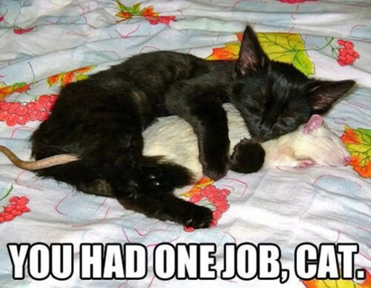 A black cat is curled up asleep on a floral-patterned bedspread, with a small white rodent, likely a mouse or rat, nestled…