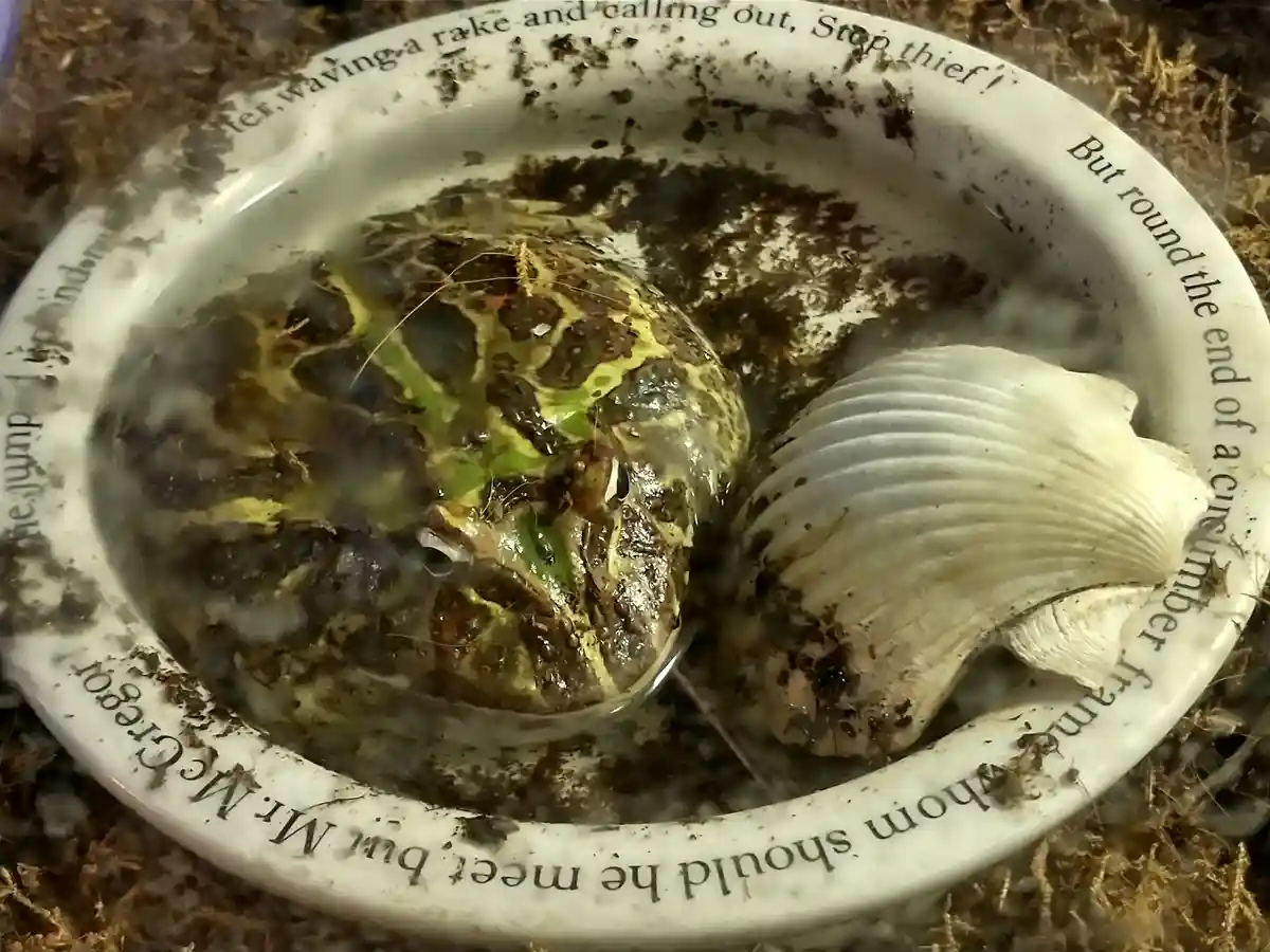 A close-up photo shows a horned frog submerged in water inside a white ceramic dish. The dish is dirty with soil and has…