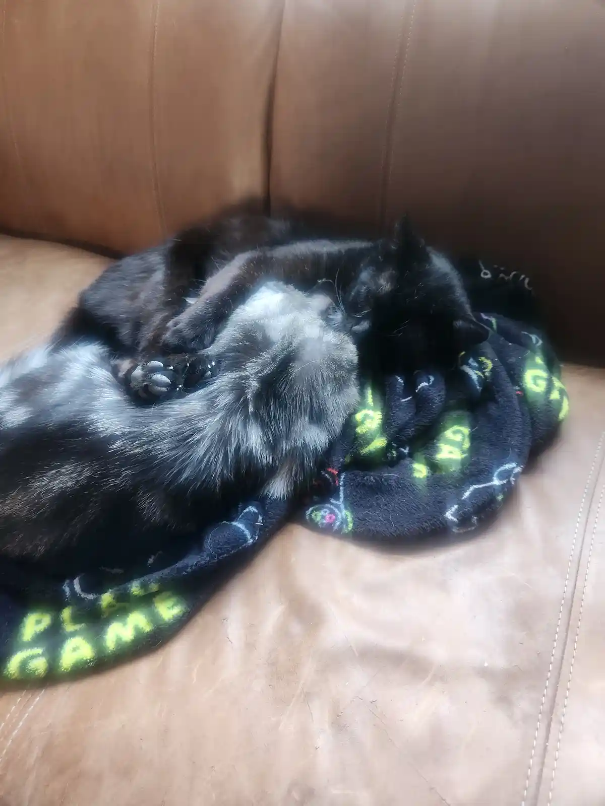 A black and grey cat is curled up sleeping on a brown leather couch, partially covered by a dark blanket with glowing green…