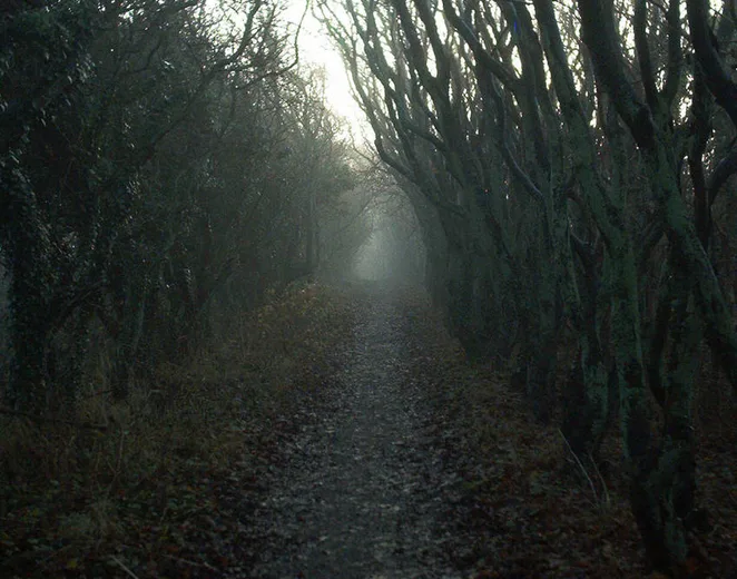 A misty, eerie forest path lined with bare, gnarled trees on both sides, leading into a foggy, indistinct distance. Overlaid…