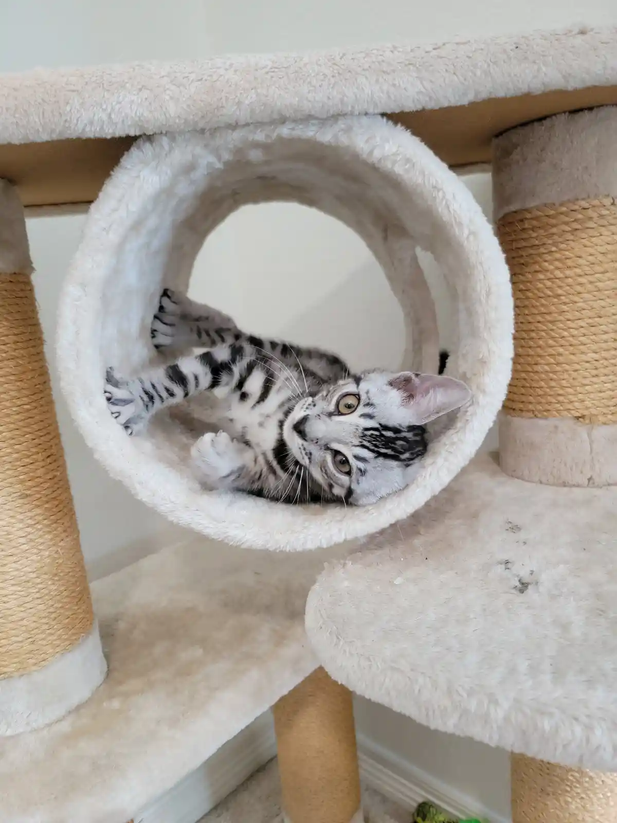 A silver tabby kitten with black stripes is lying on its back inside a circular, fluffy white tunnel on a cat tree, looking…