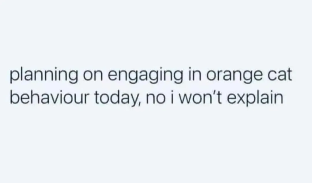 The image displays plain black text on a light gray background. The text reads: 'planning on engaging in orange cat…