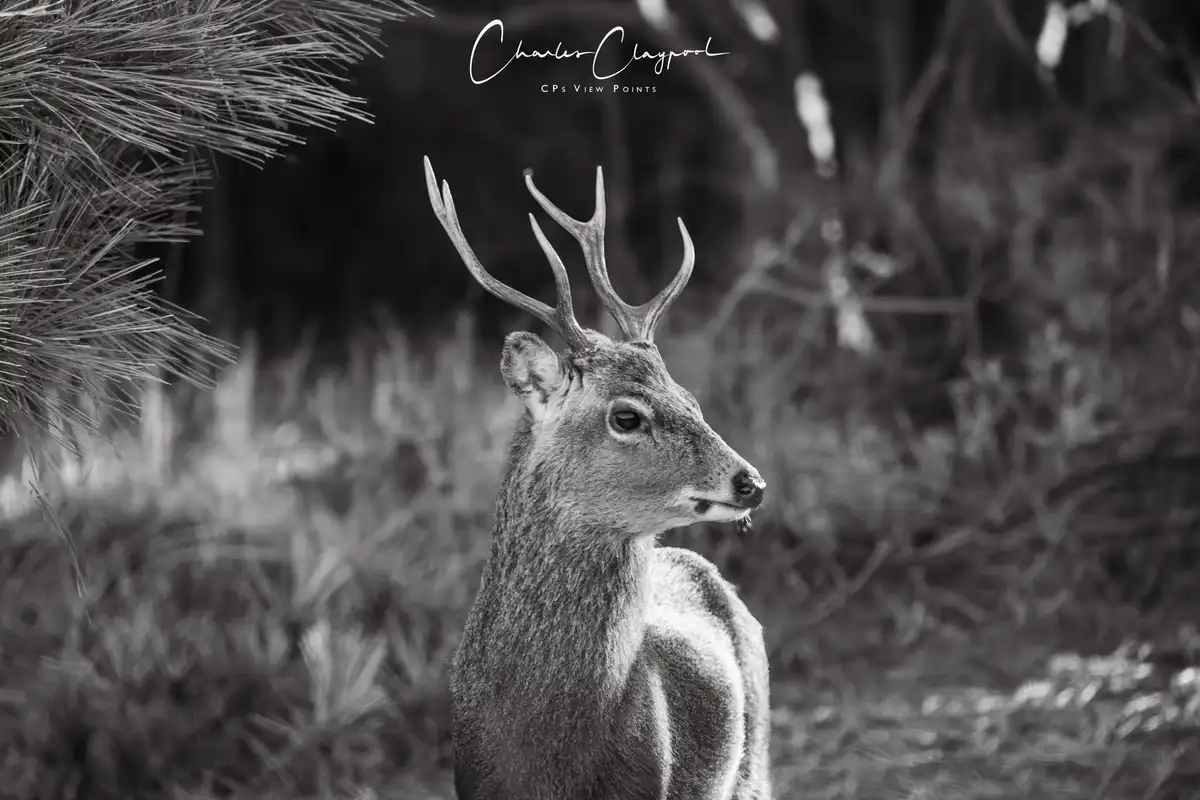 Meet the Majestic Sika Stag