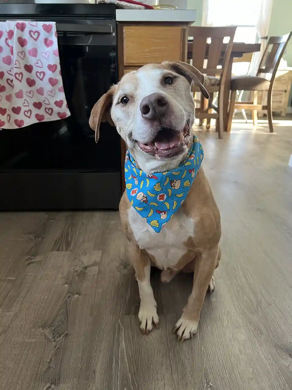 A tan and white dog sits on a wooden floor in a kitchen, wearing a blue bandana patterned with bananas and Donkey Kong…
