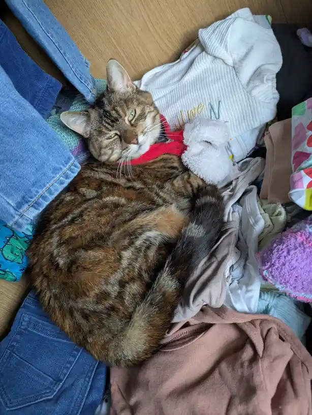 A brown tabby cat with green eyes is curled up and sleeping soundly amidst a messy pile of clothes, including blue jeans, a…