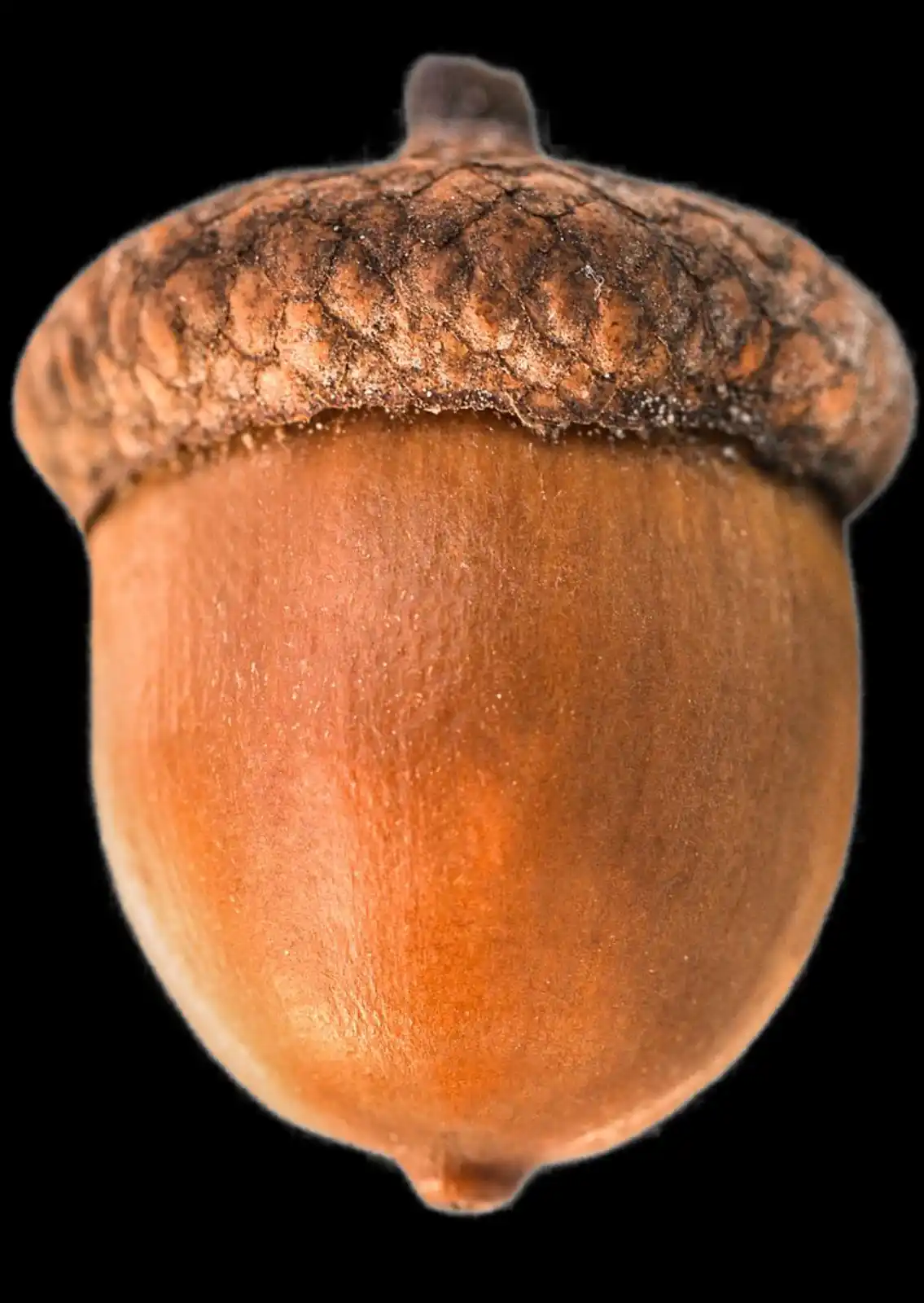 A close-up photograph of a single acorn against a solid black background, showing its textured cap and smooth, rounded body…