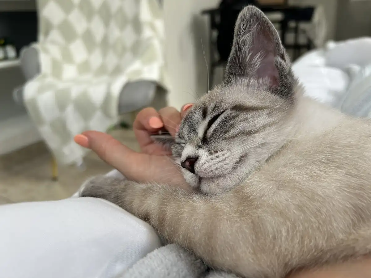 A close-up photo shows a grey and white cat with its eyes closed, appearing deeply relaxed while being gently petted by a…