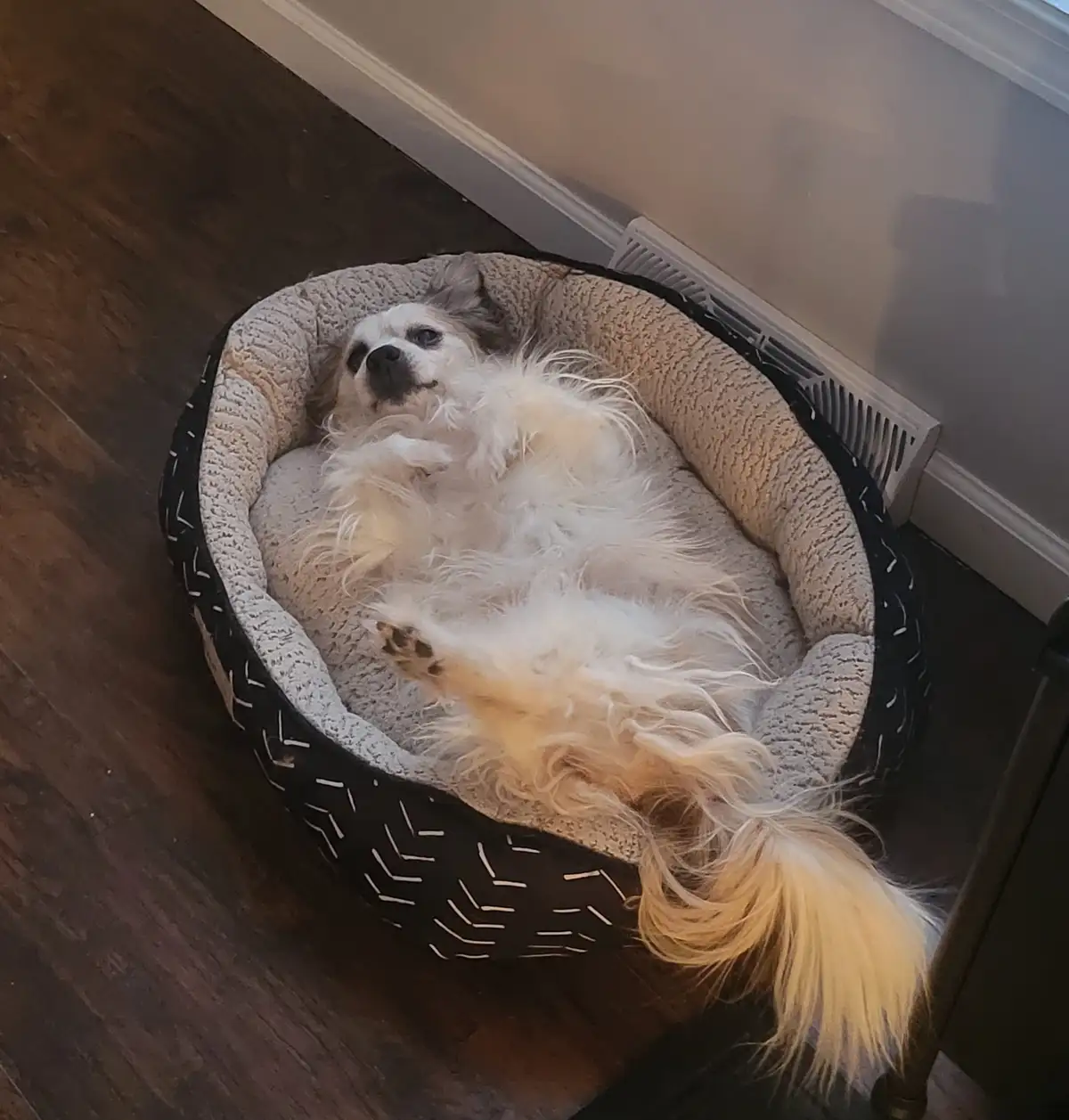 A small, fluffy white and gray dog is lying on its back in a round, beige and black pet bed, looking up with a relaxed…