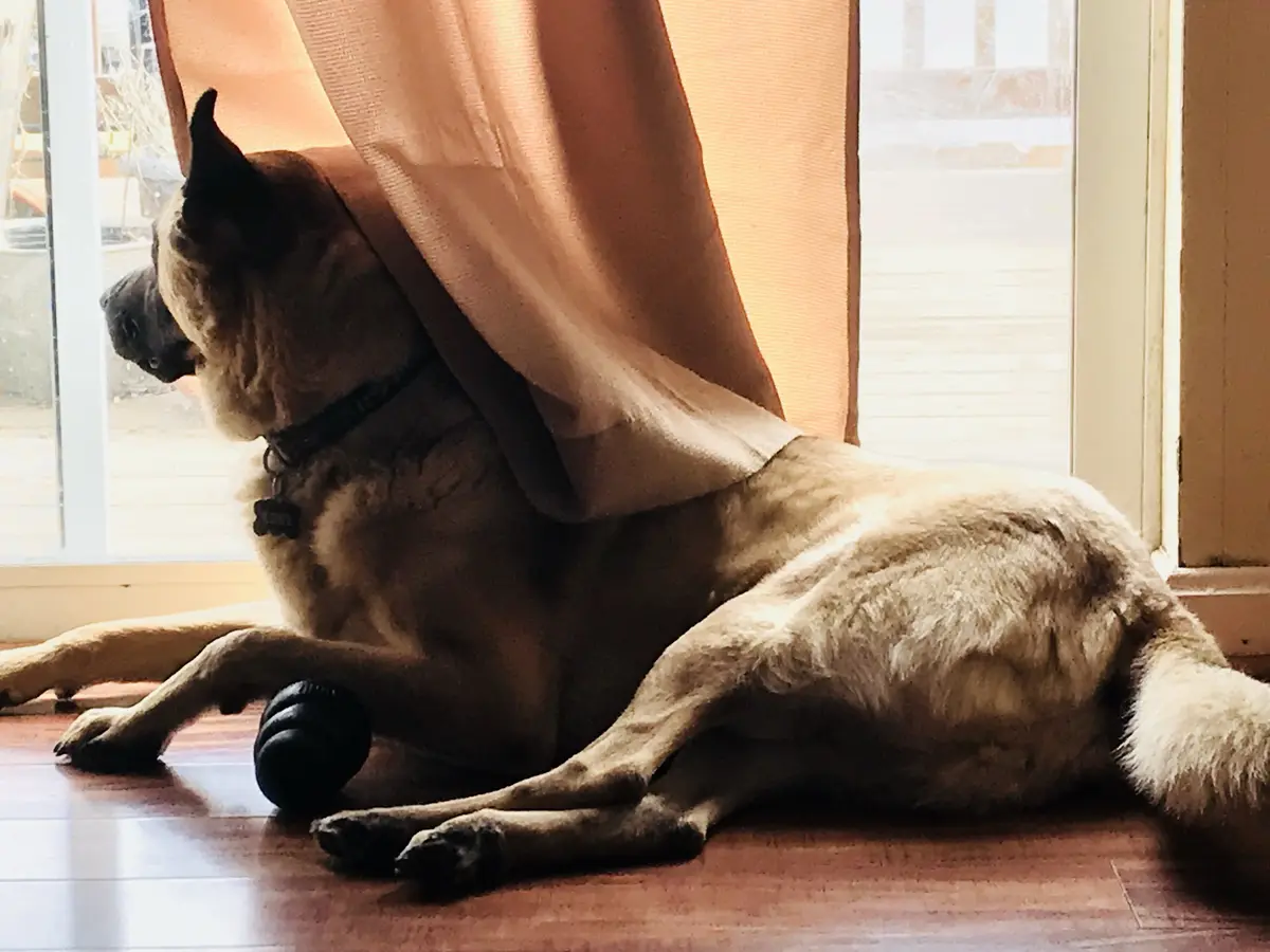 A tan and black dog lies on a wooden floor near a window, with a sheer curtain draped over its back like a cape. The dog is…