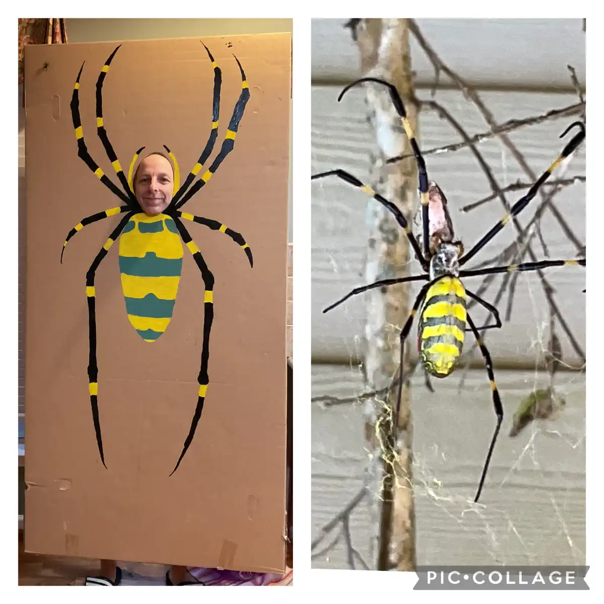 A split image shows a person wearing a large cardboard cutout of a yellow and black striped spider costume with their face…