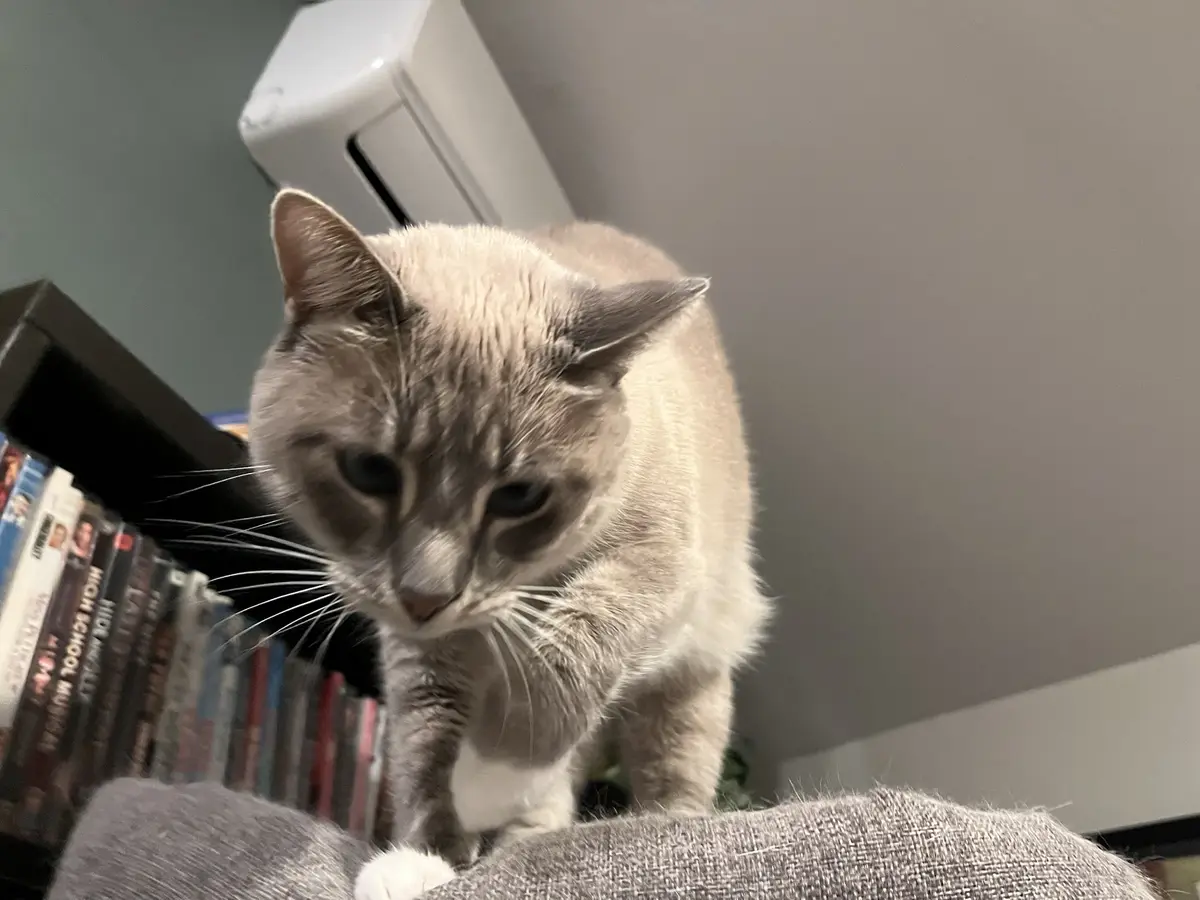 A light gray cat with darker markings on its face and paws stands on a gray fabric surface, looking down with a displeased…