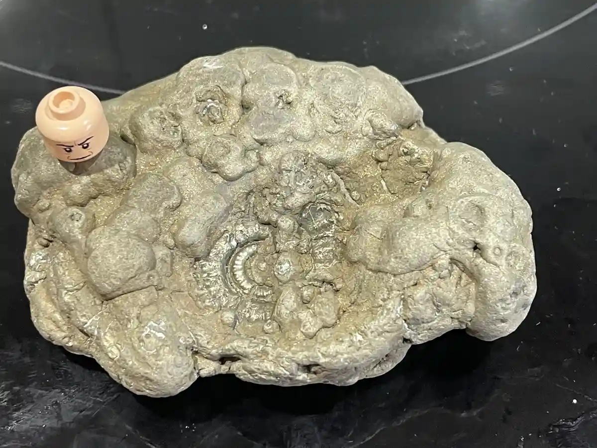 Join the Excitement of the Charmouth Fossil Hunt 2025