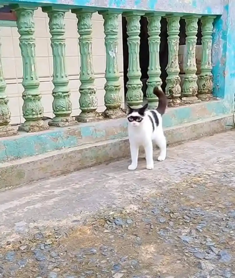A black-and-white cat stands on a weathered concrete surface in front of a green, ornate, peeling railing. The cat wears a…