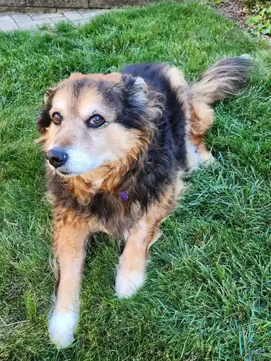 A fluffy, medium-sized dog with tan, black, and white fur is lying on green grass, looking up with a calm, slightly tired…
