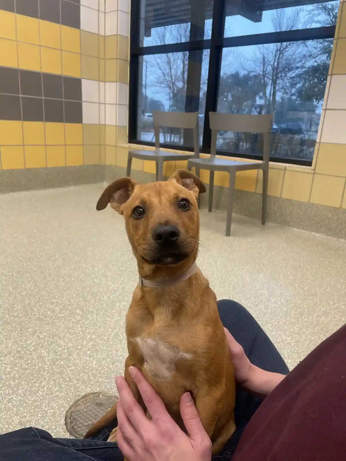 A person is holding a small brown dog with floppy ears and a white chest patch in their lap. The dog is looking directly at…