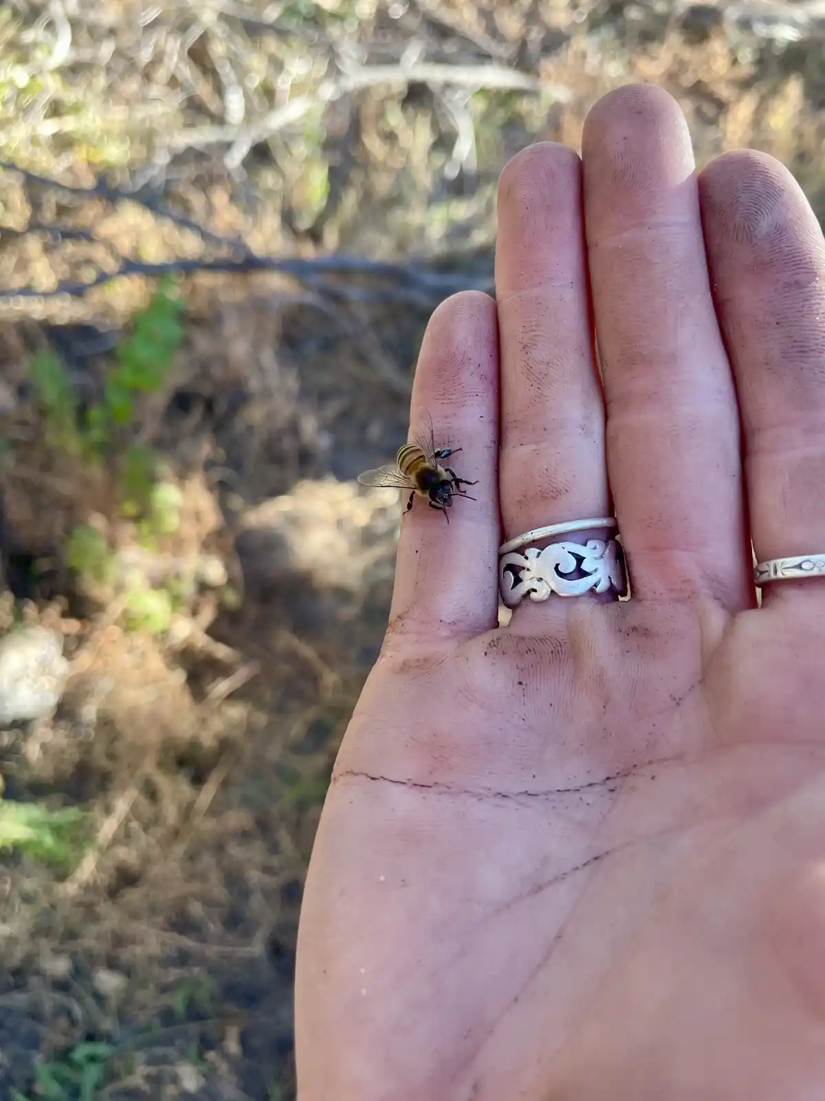 A close-up photo shows a person's open palm with a small honeybee resting on the index finger. The hand has visible dirt and…