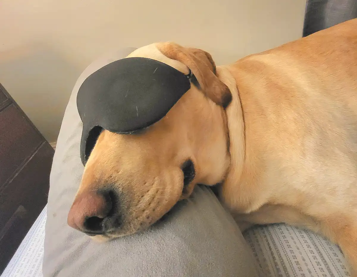 A yellow Labrador Retriever is sleeping on a gray couch cushion with a black sleep mask covering its eyes. The dog's head is…