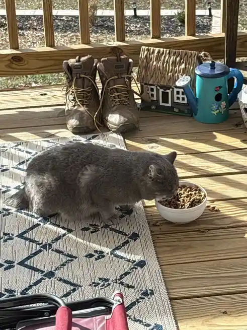 Celebrating Caturday with the Four Strays I’m Caring For