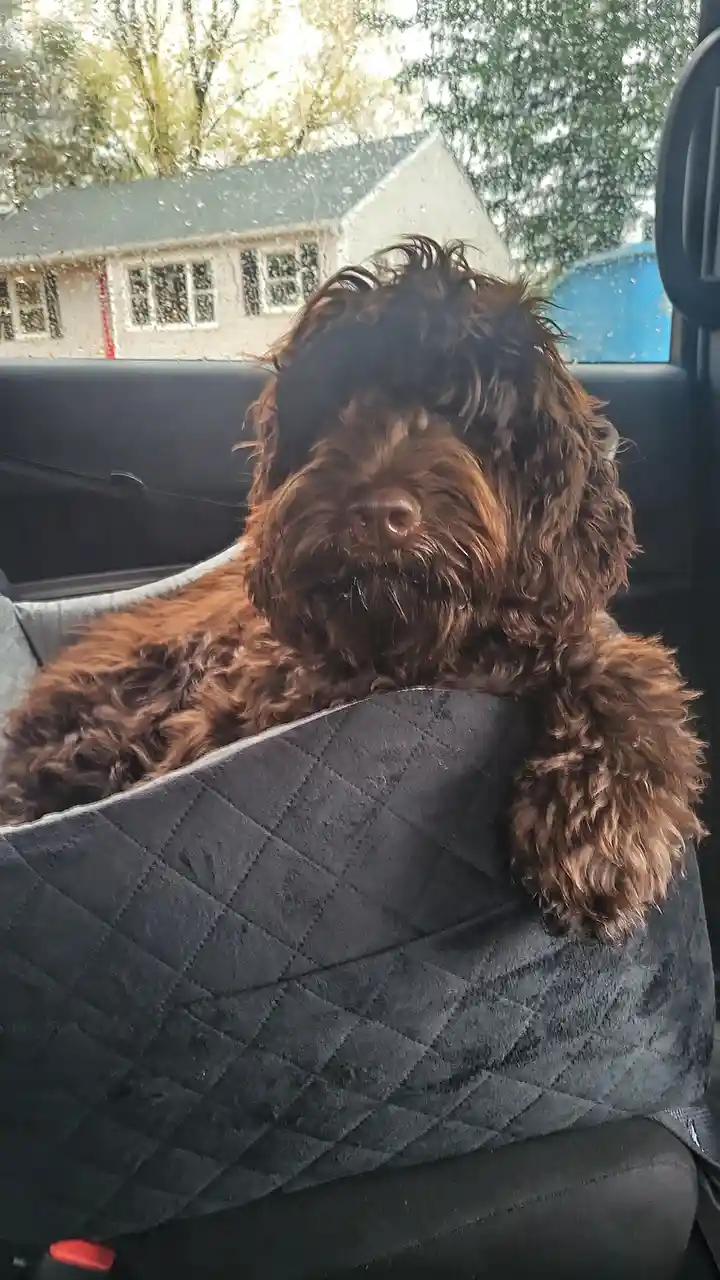 A brown, curly-haired dog with a shaggy, wet-looking coat is lounging in a black quilted car seat cover inside a vehicle…