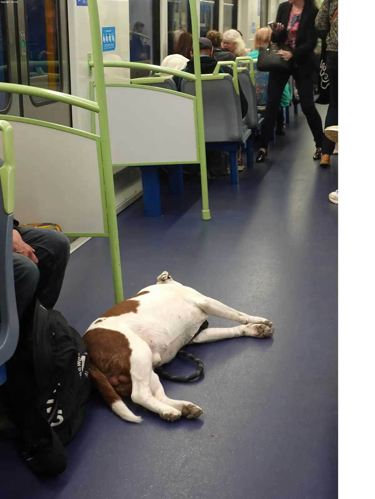 A brown and white dog is lying on its back on the blue floor of a public transit vehicle, legs spread out, appearing to be…