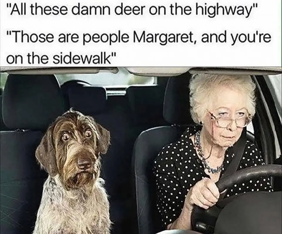 An elderly woman with glasses and a polka-dot shirt drives a car, looking annoyed, while a shaggy brown and white dog in the…