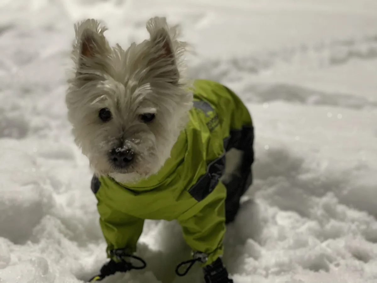 A small white dog, likely a West Highland White Terrier, stands in deep snow wearing a bright green and black waterproof dog…