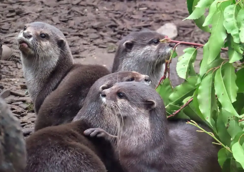 Four otters are gathered together outdoors, with one in the foreground looking upward and another holding a twig near green…