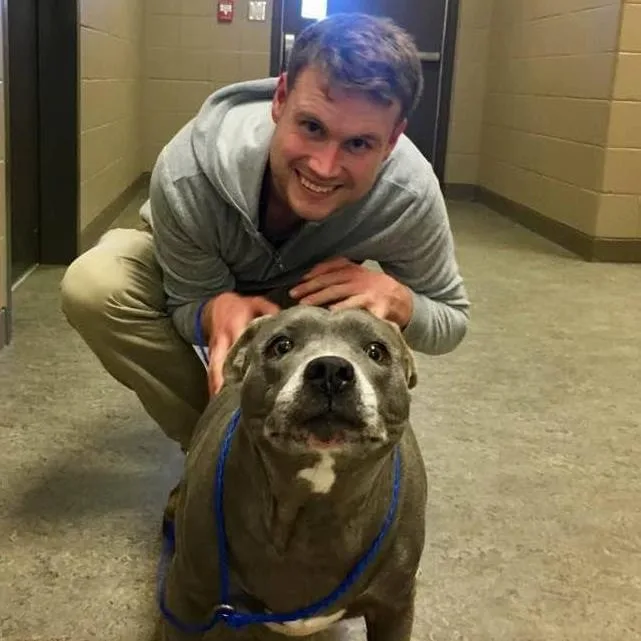 A man in a grey hoodie and khaki pants is crouching and smiling while petting a grey pit bull-type dog wearing a blue leash…