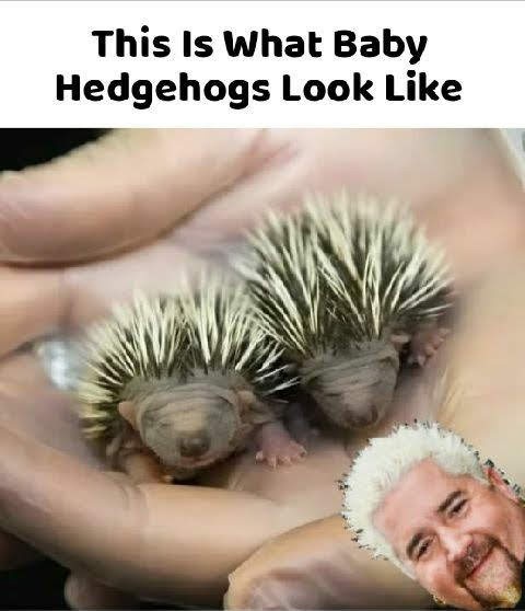 Two tiny baby hedgehogs with spiky quills are cradled in a person's open palm. In the bottom right corner, a cutout of Guy…