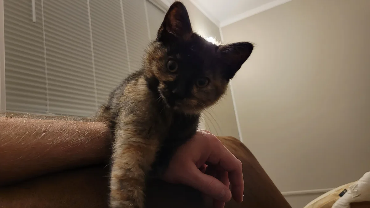 A tortoiseshell kitten with wide, startled eyes sits perched on a person's arm, looking directly at the camera. The person's…